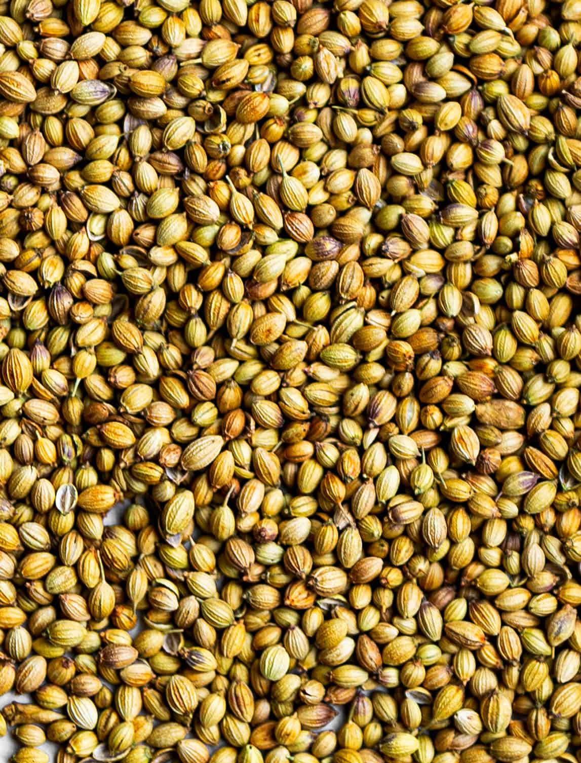 Coriander Seeds